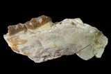 Fossil Horse (Mesohippus) Jaw Section - South Dakota #140897-1